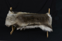 Image Whole Reindeer Hide